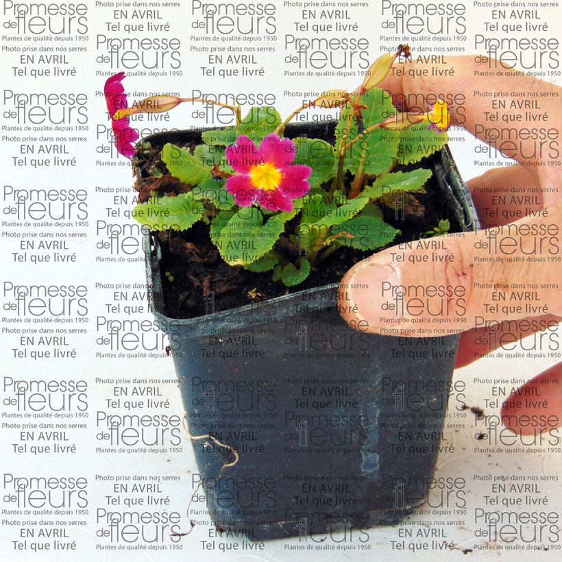 Beispiel eines Exemplars von Primula juliae Ideaal - Primel Kleine Töpfe von 8/9 cm wie geliefert