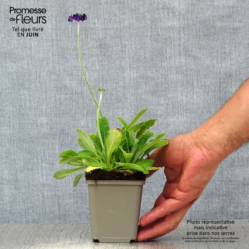 Exemplar von Primula capitata subsp. mooreana - Kopfige Schlüsselblume Kleine Töpfe von 8/9 cm wie im Sommer geliefert
