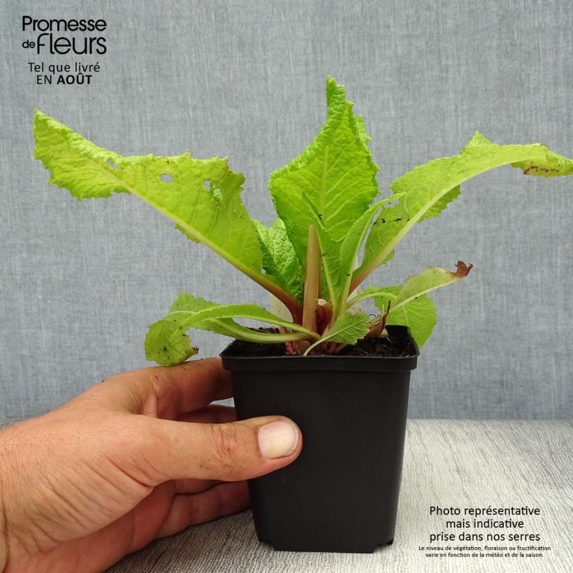 Exemplar von Primula japonica Millers Crimson - Etagen-Primel Kleine Töpfe von 8/9 cm wie im Sommer geliefert