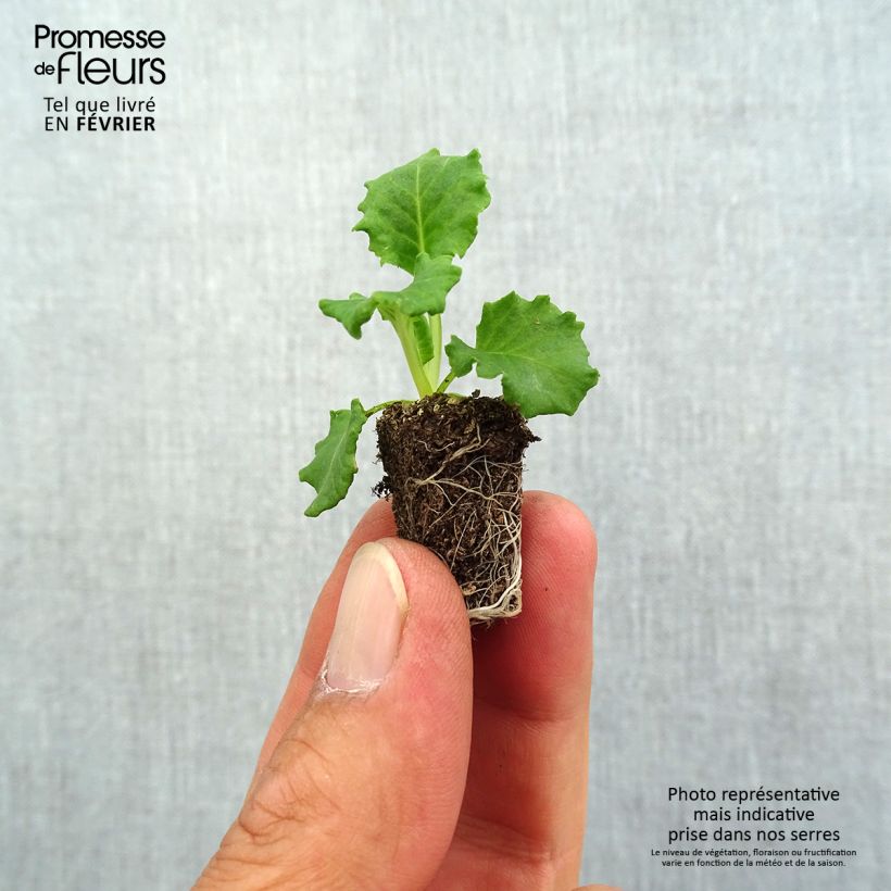Exemplar von Primula Flamenco Fire - Kissenprimel Mini-Plug Ø 1,5/2,5 cm wie im Herbst geliefert