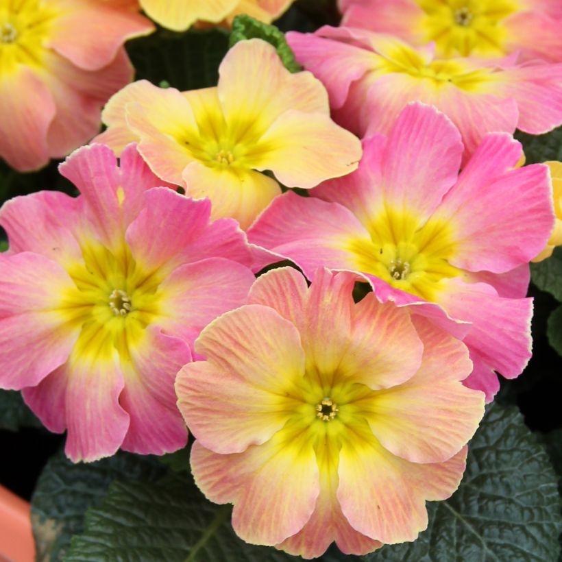 Primula hybrida Chameleon F1 - Primel (Blüte)