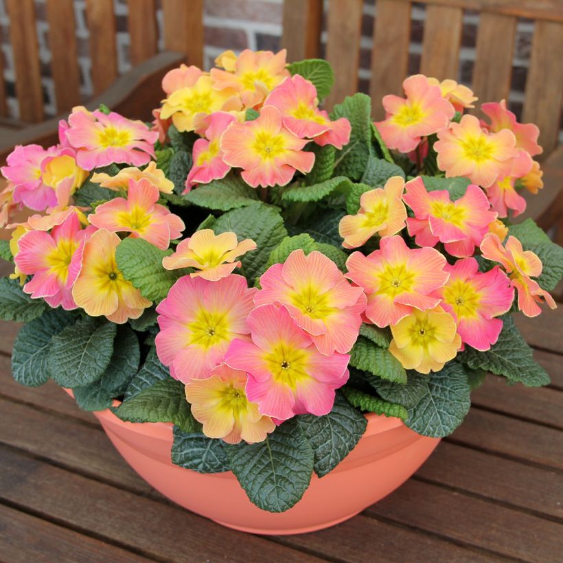 Primula hybrida Chameleon F1 - Primel (Hafen)