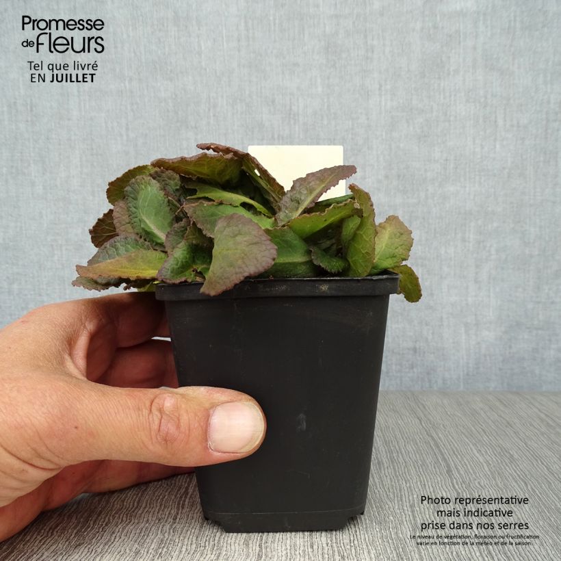 Exemplar von Primula polyantha Dark Rosaleen - Primel Kleine Töpfe von 8/9 cm wie im Sommer geliefert