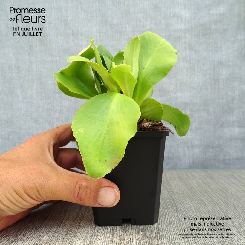 Exemplar von Primula pubescens Mix - Primel Kleine Töpfe von 8/9 cm wie im Sommer geliefert