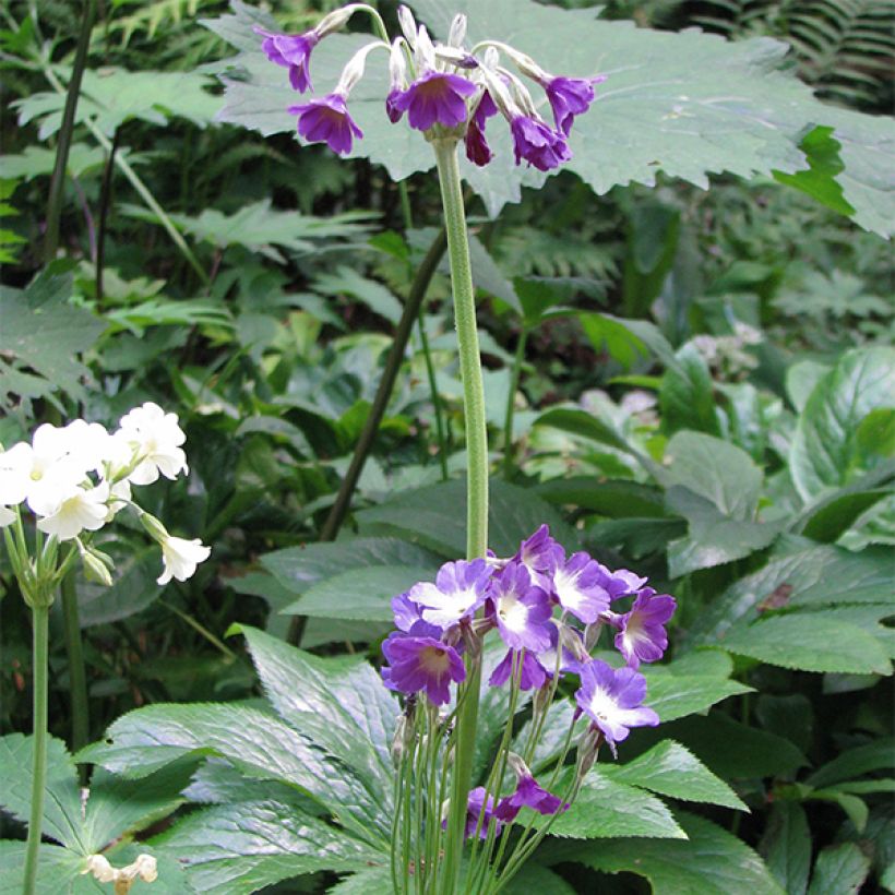 Primula alpicola var. violacea - Primel (Hafen)