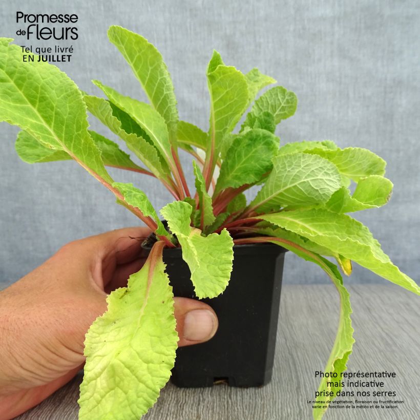 Exemplar von Primula juliae Wanda - Primel Kleine Töpfe von 8/9 cm wie im Sommer geliefert