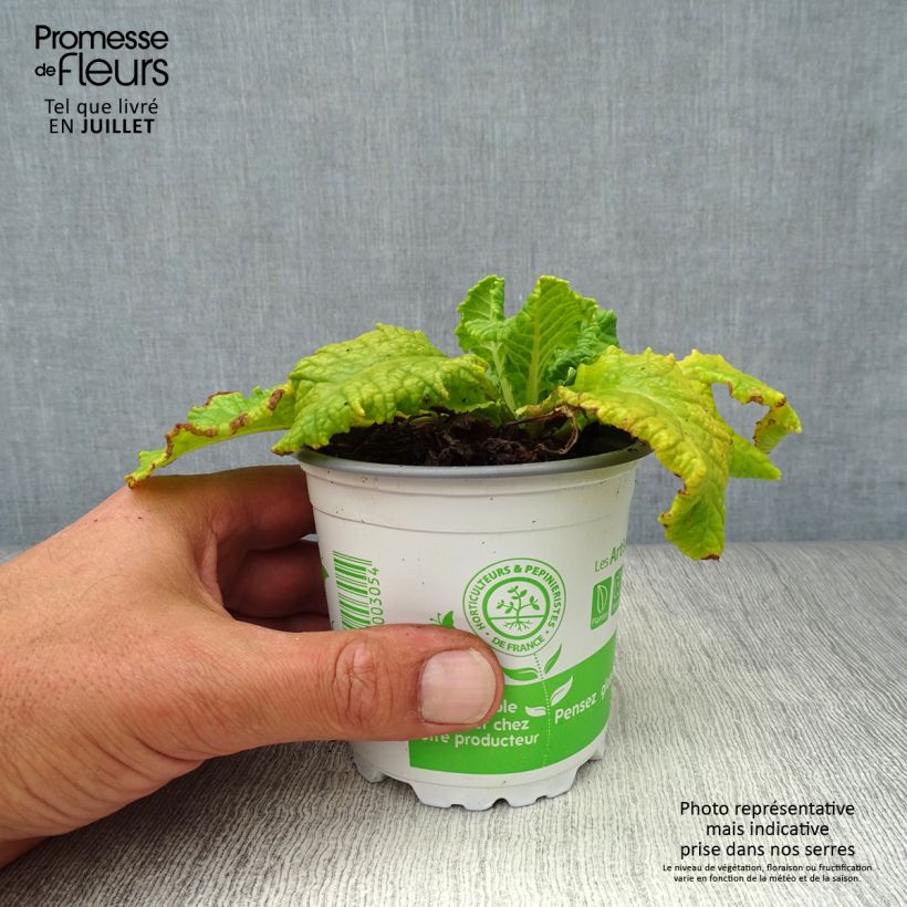 Exemplar von Primula veris - Primel Kleine Töpfe von 8/9 cm wie im Sommer geliefert