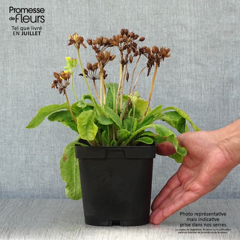 Exemplar von Primula veris - Primel Topf mit 2L/3L wie im Sommer geliefert