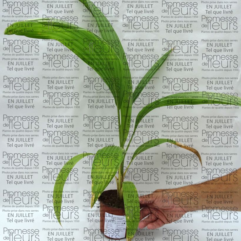 Exemplar von Pritchardia hillebrandii Topf 12 cm / 13 cm wie im Sommer geliefert
