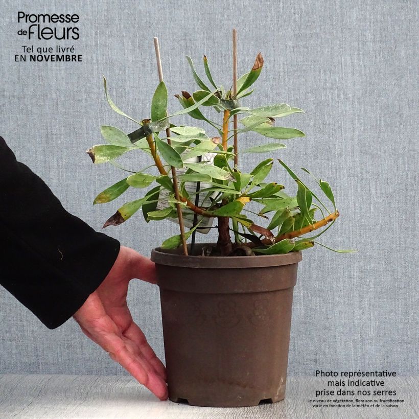 Exemplar von Protea cynaroides White Crown Topf mit 2L/3L wie im Herbst geliefert