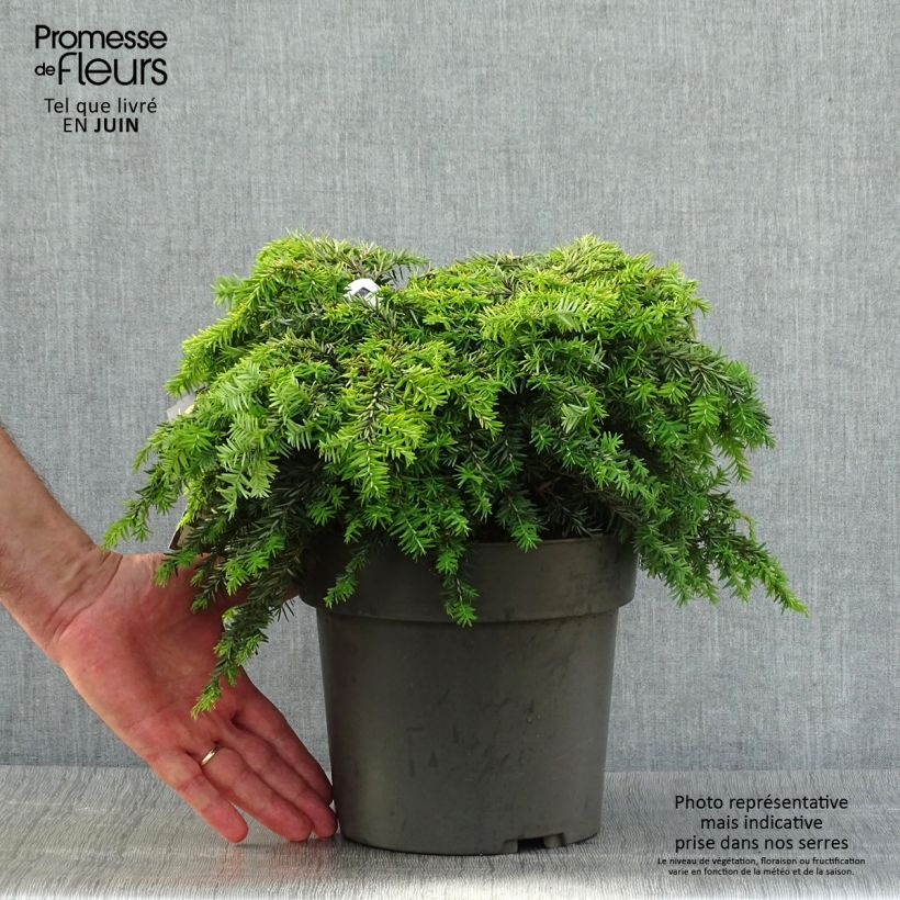 Exemplar von Tsuga canadensis Nana - Hemlockstanne Topf mit 3L/4L wie im Sommer geliefert