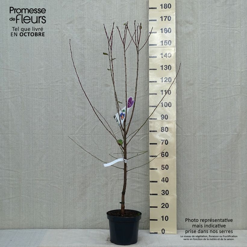 Exemplar von Pflaume Hauszwetsche - Prunus domestica Topf mit 7,5L/10L, Gobelet-Form wie im Herbst geliefert