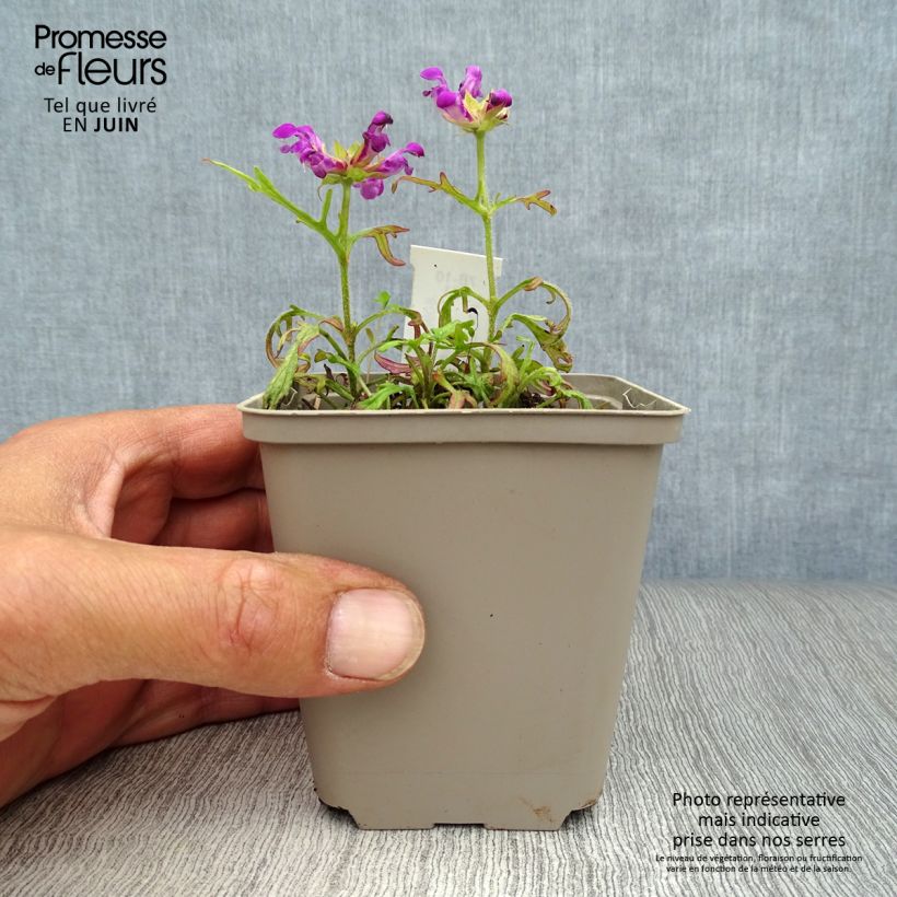 Exemplar von Großblütige Braunelle Pink Loveliness - Prunella grandiflora Kleine Töpfe von 8/9 cm wie im Sommer geliefert