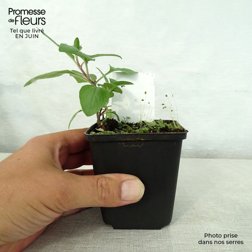 Exemplar von Großblütige Braunelle Rosea - Prunella webbiana Kleine Töpfe von 8/9 cm wie im Sommer geliefert