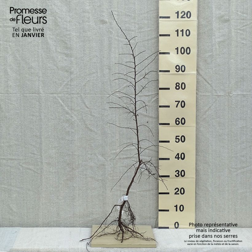 Exemplar von Schlehe - Prunus spinosa Wurzelnackt wie im Winter geliefert