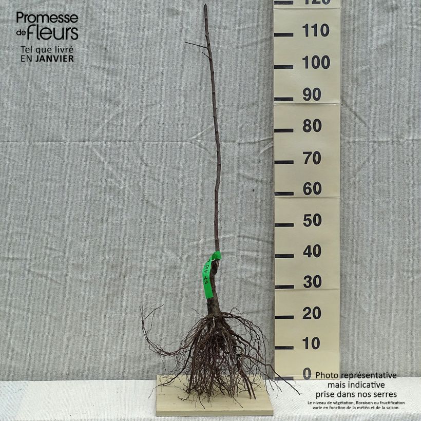 Exemplar von Pflaume Des Béjonnières - Prunus domestica Wurzelnackt, HeisterGelieferte Höhe ca. 90/120cm wie im Winter geliefert
