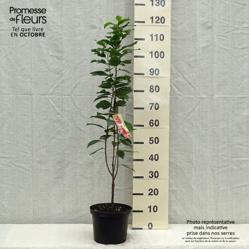 Exemplar von Pflaume Mirabelle Ruby - Prunus Topf mit 12L/15L, SäulenförmigGelieferte Höhe ca. 125/150cm wie im Herbst geliefert