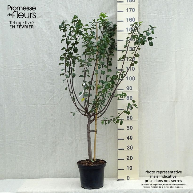 Exemplar von Mirabellenbaum Mirabelle de Metz - Prunus Topf mit 7,5L/10L, Gobelet-Form wie im Herbst geliefert