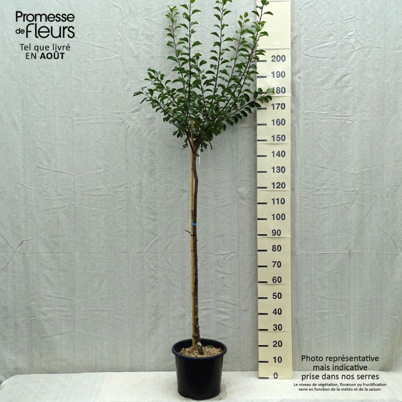 Exemplar von Mirabellenbaum Mirabelle de Nancy - Prunus Topf mit 7,5L/10L, Halbstamm wie im Sommer geliefert