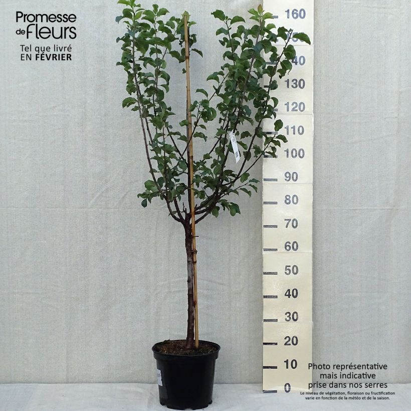 Exemplar von Pflaume Mr. Hâtif - Prunus domestica Topf mit 7,5L/10L, Gobelet-Form wie im Herbst geliefert