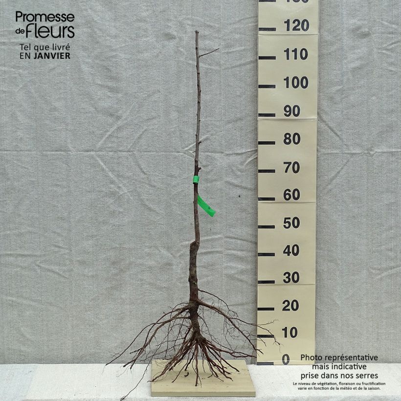 Exemplar von Pflaume Mr Hâtif Bio - Prunus domestica Wurzelnackt, Heister wie im Winter geliefert