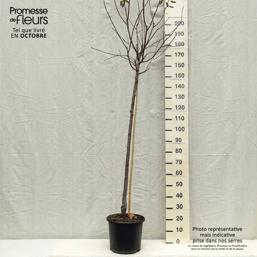 Exemplar von Pflaume Prune d'Ente - Prunus domestica Topf mit 12L/15L, Halbstamm wie im Herbst geliefert