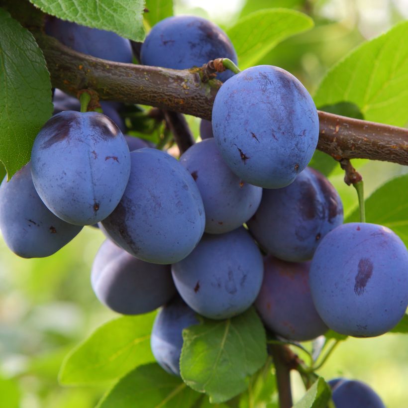 Pflaume Mirablue - Prunus domestica (Ernte)
