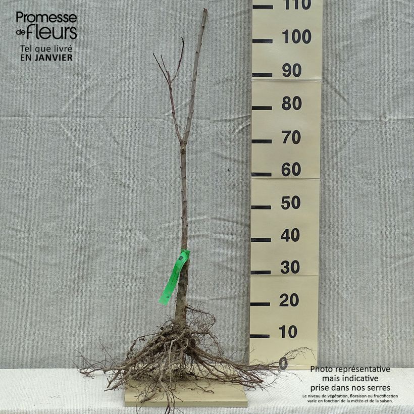 Exemplar von Zwetschge Quetsche Blanche de Létricourt Bio - Prunus domestica Wurzelnackt, HeisterGelieferte Höhe ca. 90/120cm wie im Winter geliefert
