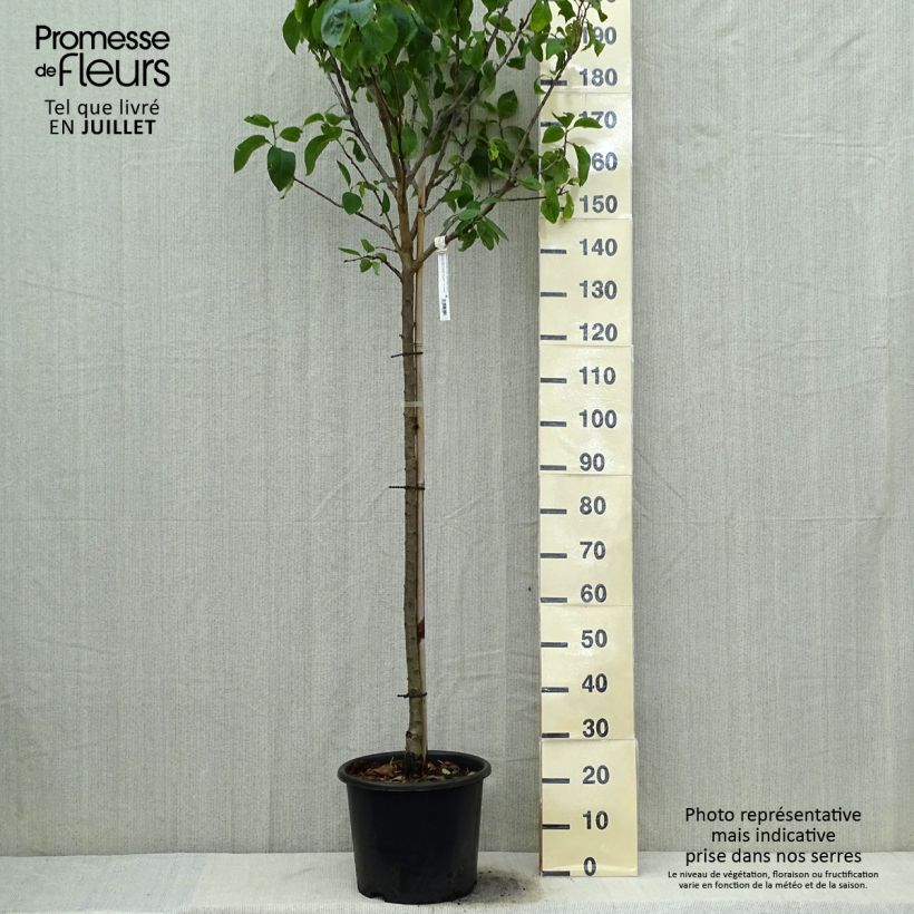 Exemplar von Pflaume Dorée ou verte Reneklode - Prunus domestica Topf mit 7,5L/10L, Halbstamm wie im Sommer geliefert