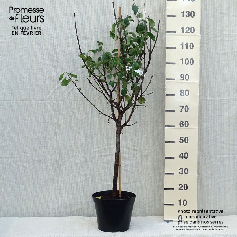 Exemplar von Pflaume Moissac Reneklode - Prunus domestica Topf mit 7,5L/10L, Gobelet-Form wie im Herbst geliefert
