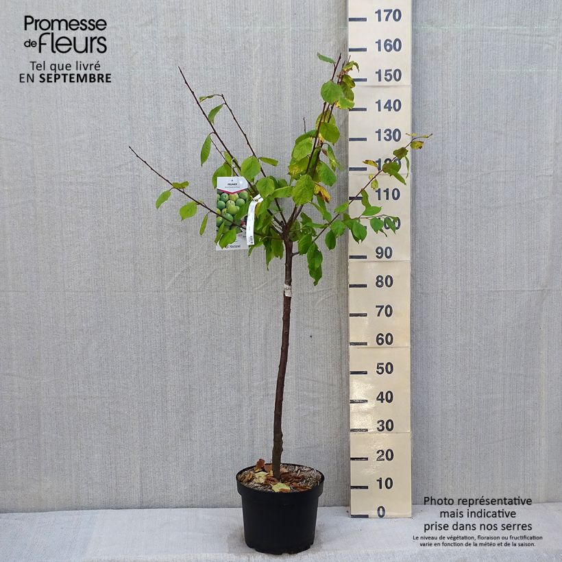 Exemplar von Pflaume Bavay Reneklode - Prunus domestica Topf mit 7,5L/10L, Gobelet-Form wie im Herbst geliefert
