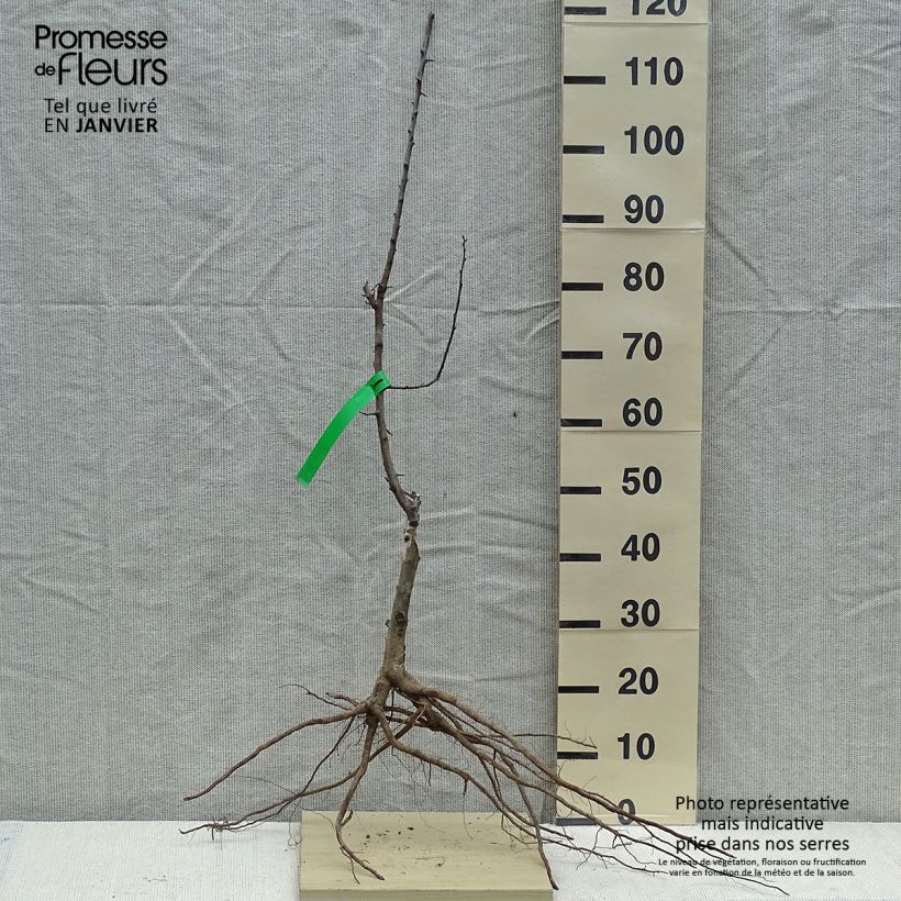 Exemplar von Pflaume Chambourcy Reneklode Bio - Prunus domestica Wurzelnackt, Heister wie im Winter geliefert