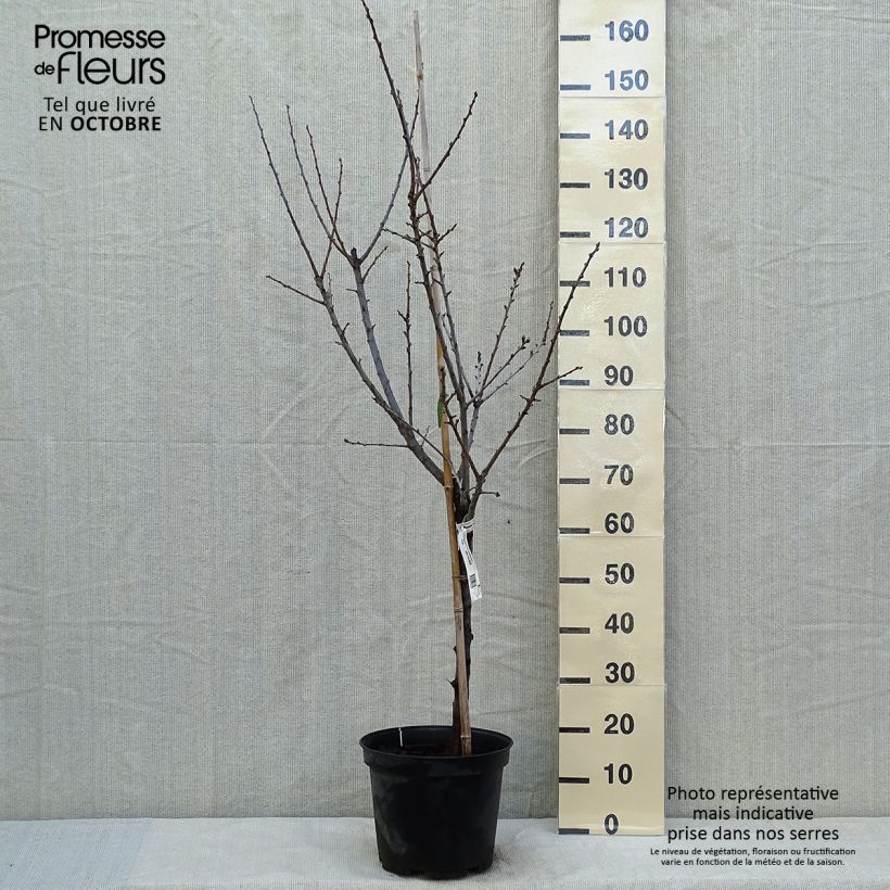 Exemplar von Pflaume Chambourcy Reneklode Bio - Prunus domestica Topf mit 7,5L/10L, Gobelet-Form wie im Herbst geliefert