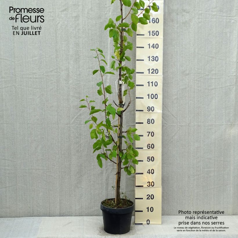 Exemplar von Pflaume zwetschge Quetsche toronto - Prunus domestica Topf mit 6L/7L, Säulenförmig wie im Sommer geliefert