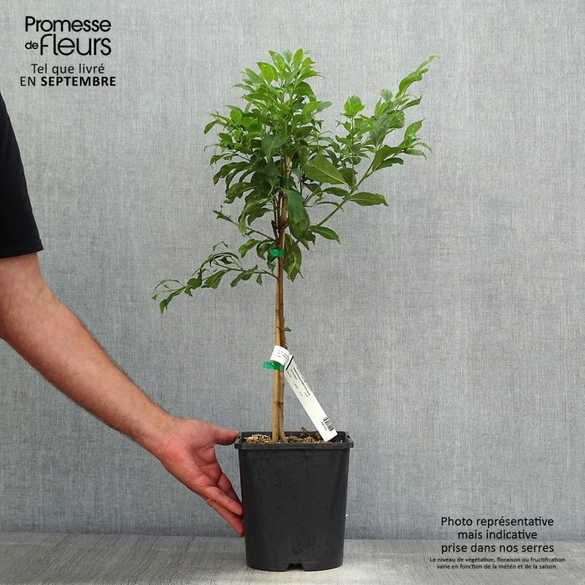 Exemplar von Pflaume Fruit Me Plum Me - Prunus domestica Topf mit 4L/5L, Zwergform wie im Herbst geliefert