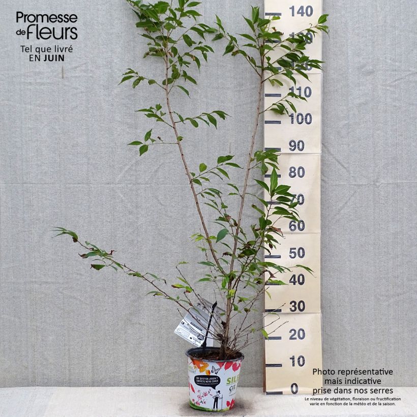 Exemplar von Zierkirsche Okame - Prunus Topf mit 4L/5L wie im Sommer geliefert