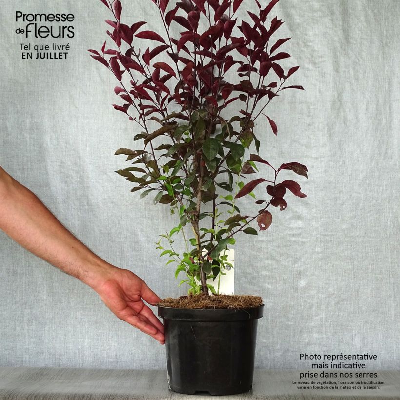 Exemplar von Zwerg-Blutpflaume - Prunus cistena Topf mit 4L/5L wie im Sommer geliefert
