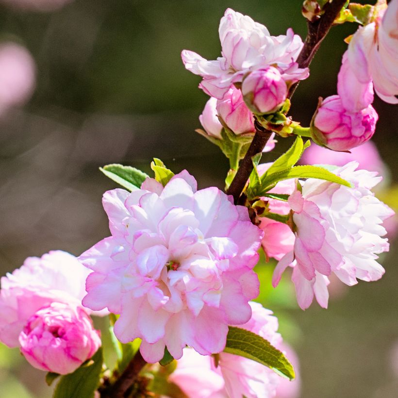 Drüsen-Kirsche Sinensis - Prunus glandulosa (Blüte)