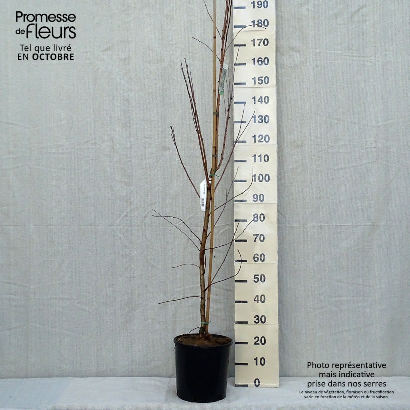 Exemplar von Mandschurische Kirsche Amber Beauty - Prunus maackii Topf mit 12L/15L wie im Herbst geliefert