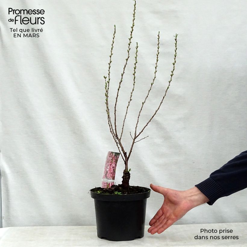 Exemplar von Zwergmandel Fire Hill - Prunus tenella Topf mit 3L/4LGelieferte Höhe ca. 40/50cm wie im Frühjahr geliefert
