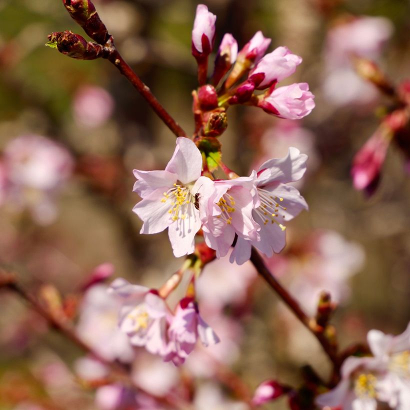 Kurilen-Kirsche Ruby - Prunus nipponica var. kurilensis (Blüte)