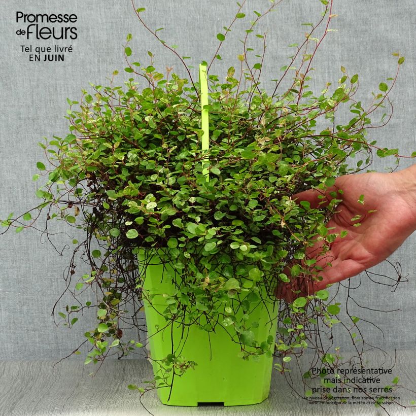 Exemplar von Pseudanthus tasmanicus Radiance Topf mit 4L/5L wie im Sommer geliefert