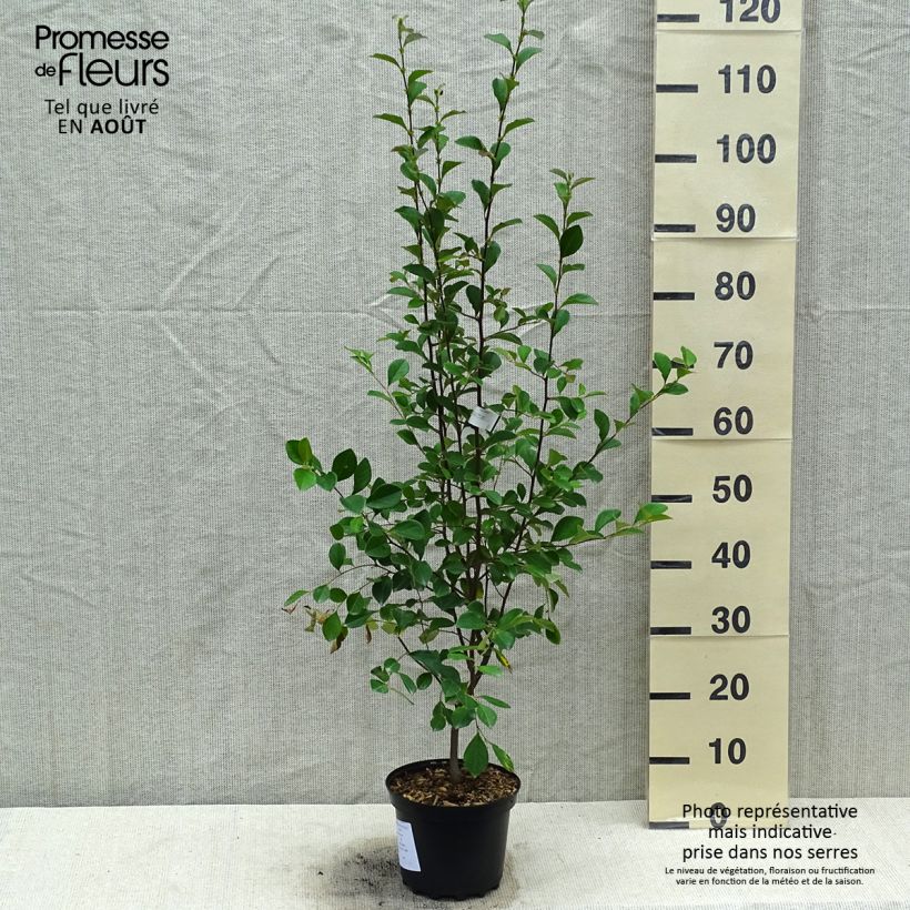 Exemplar von Pseudocydonia sinensis - Chinesische Quitte Topf mit 3L/4L wie im Sommer geliefert