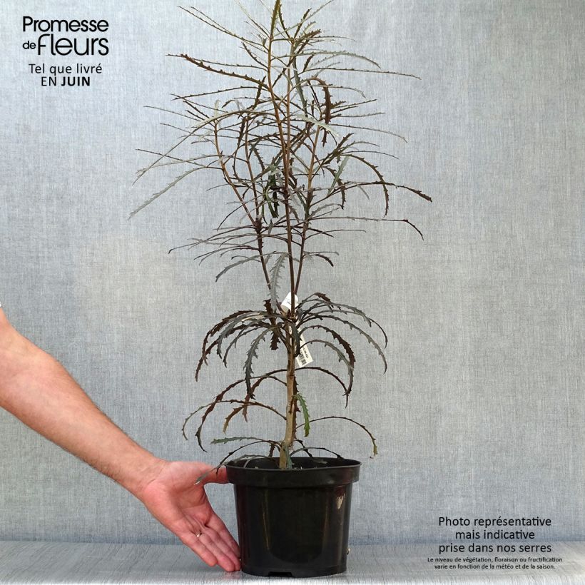 Exemplar von Pseudopanax Bronze Eagle Topf mit 3L/4L wie im Sommer geliefert