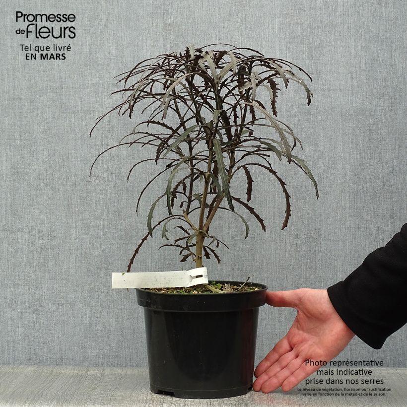 Exemplar von Pseudopanax Bronze Eagle Pot de 3L/4L wie im Frühjahr geliefert
