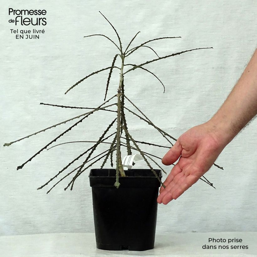 Exemplar von Pseudopanax ferox Topf mit 2L/3L wie im Sommer geliefert