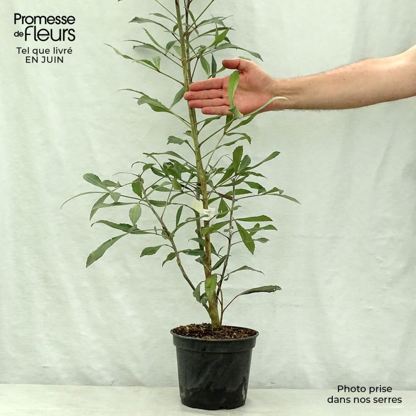 Exemplar von Pseudopanax Dark Star Topf mit 2L/3L wie im Sommer geliefert