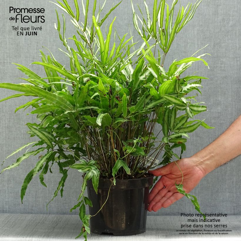 Exemplar von Pteris nipponica - Japanische Saumfarn Topf mit 3L/4L wie im Sommer geliefert