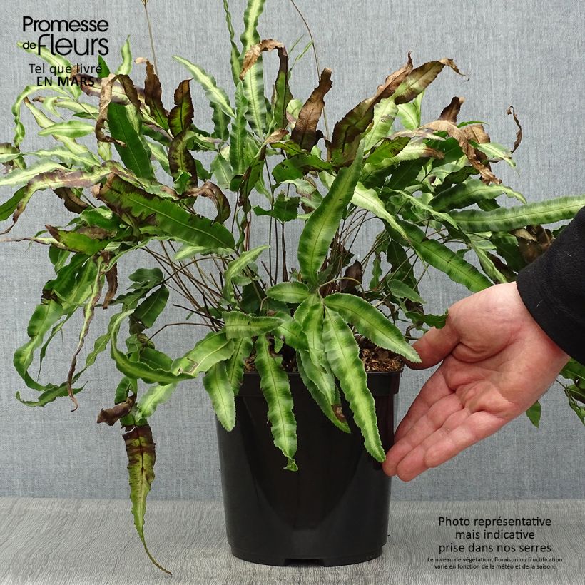 Exemplar von Pteris nipponica - Japanische Saumfarn Topf mit 3L/4L wie im Frühjahr geliefert