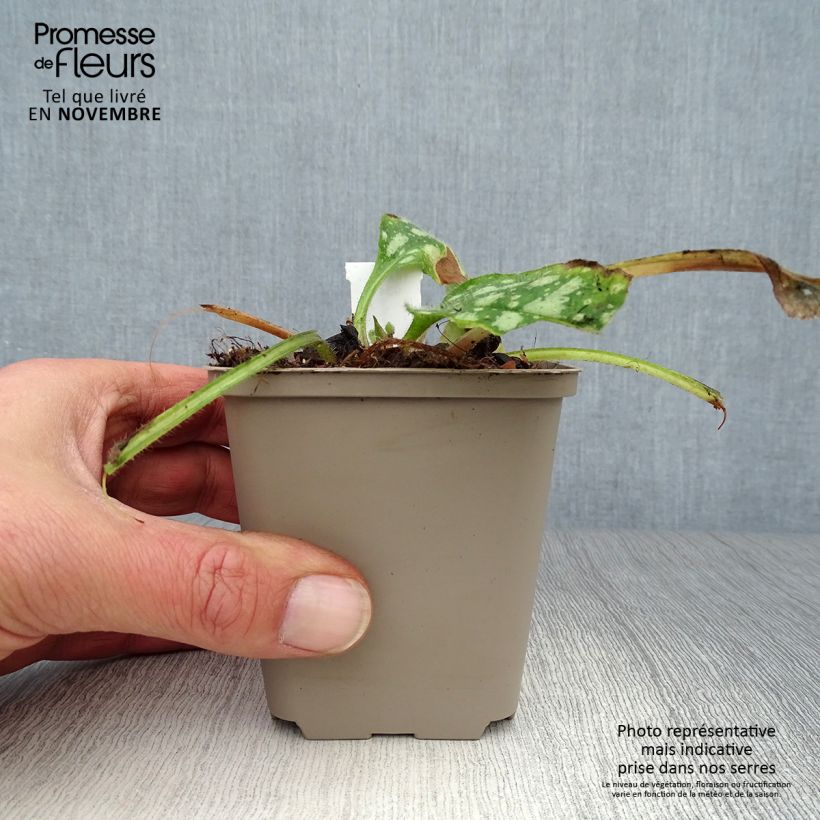 Exemplar von Lungenkraut Shrimps on the Barbie - Pulmonaria Kleine Töpfe von 8/9 cm wie im Herbst geliefert
